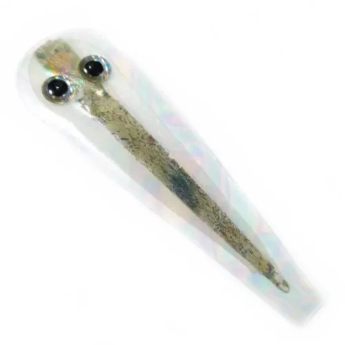 glowatka1-614992