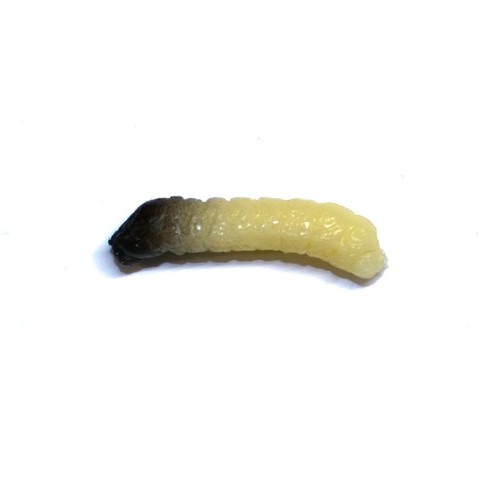 krokodyl3-578185